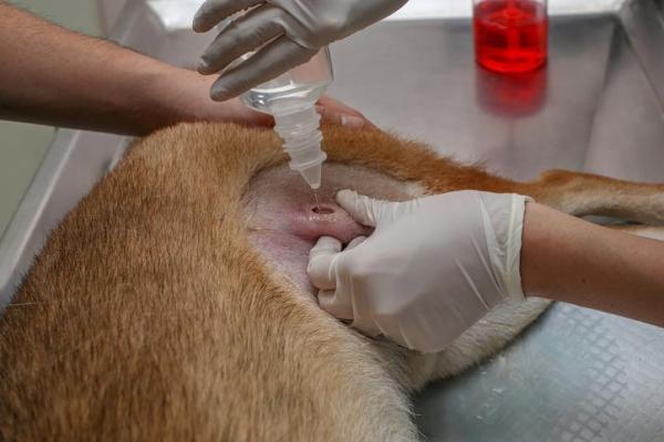 Canine Abscess Types - Causes and Treatment - Canine abscess treatment