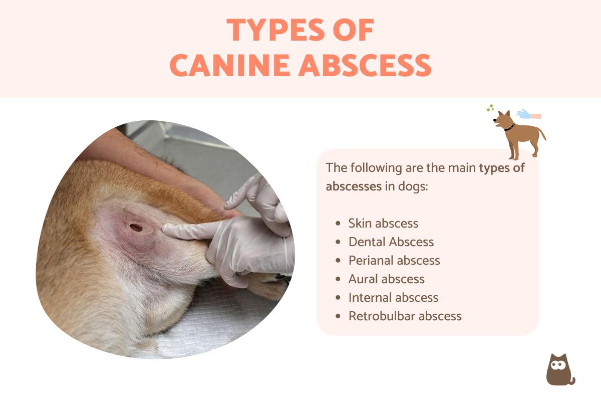 Canine Abscess Types - Causes and Treatment
