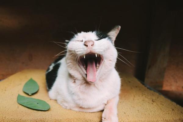 What Is Gingivitis in Cats? - Causes of gingivitis in cats