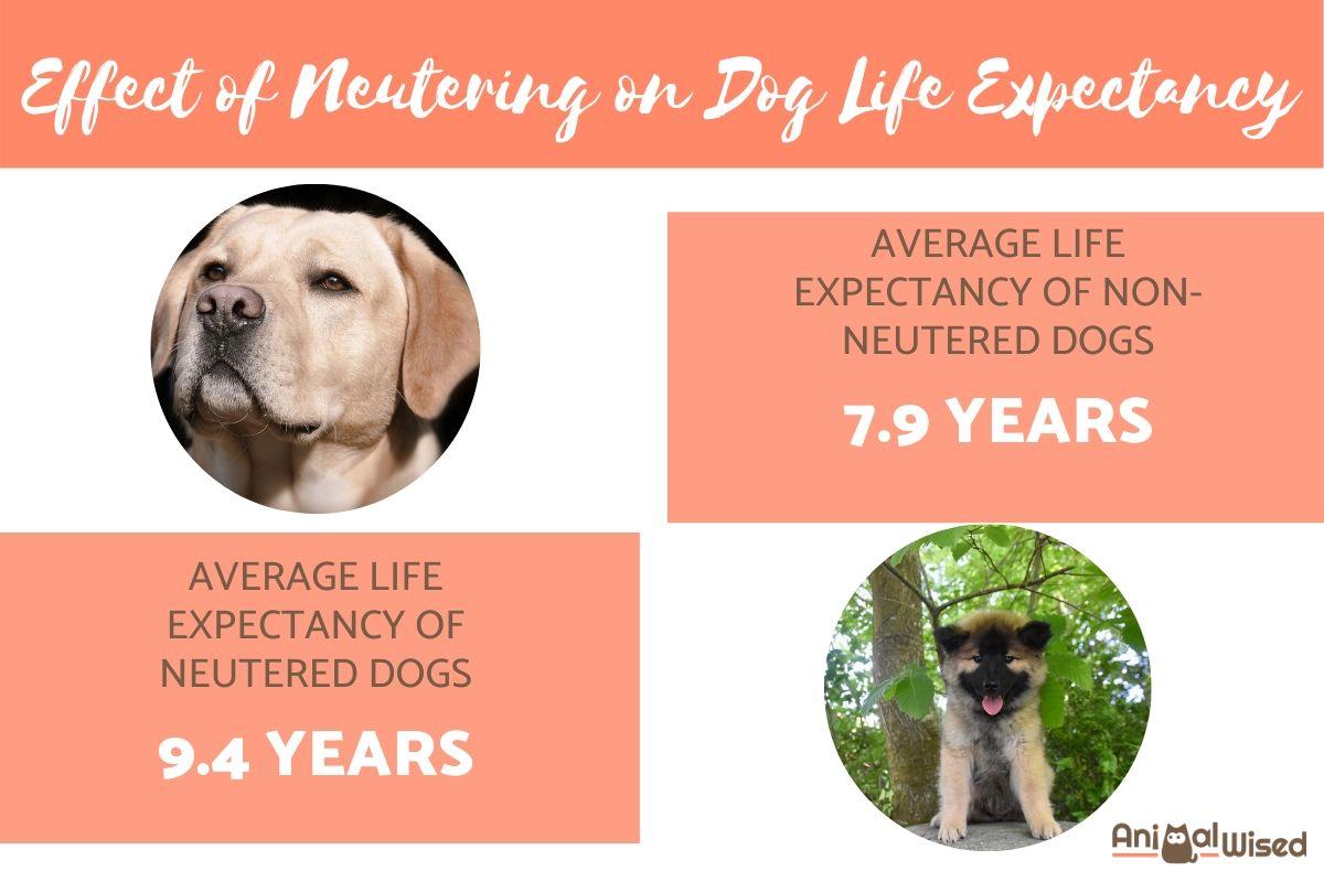 Do Neutered Dogs Live Longer?