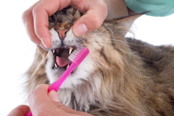 What Is Gingivitis in Cats? - How to prevent gingivitis in cats