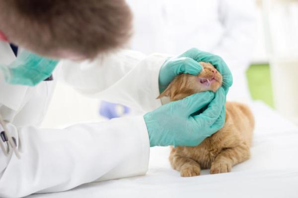 What Is Gingivitis in Cats? - Symptoms of gingivitis in cats