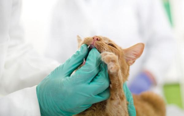 What Is Gingivitis in Cats? - Treatment for gingivitis in cats