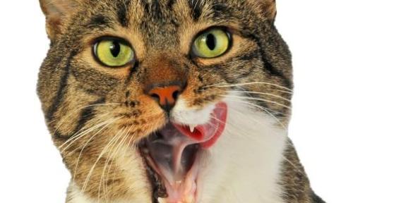 What Is Gingivitis in Cats?