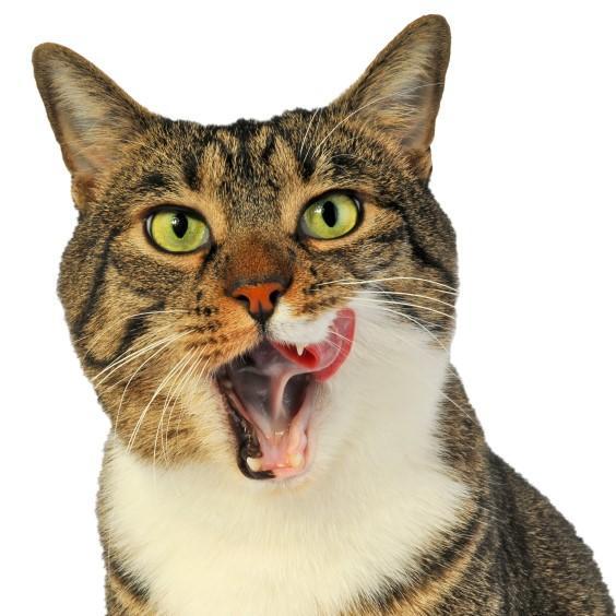 What Is Gingivitis in Cats?