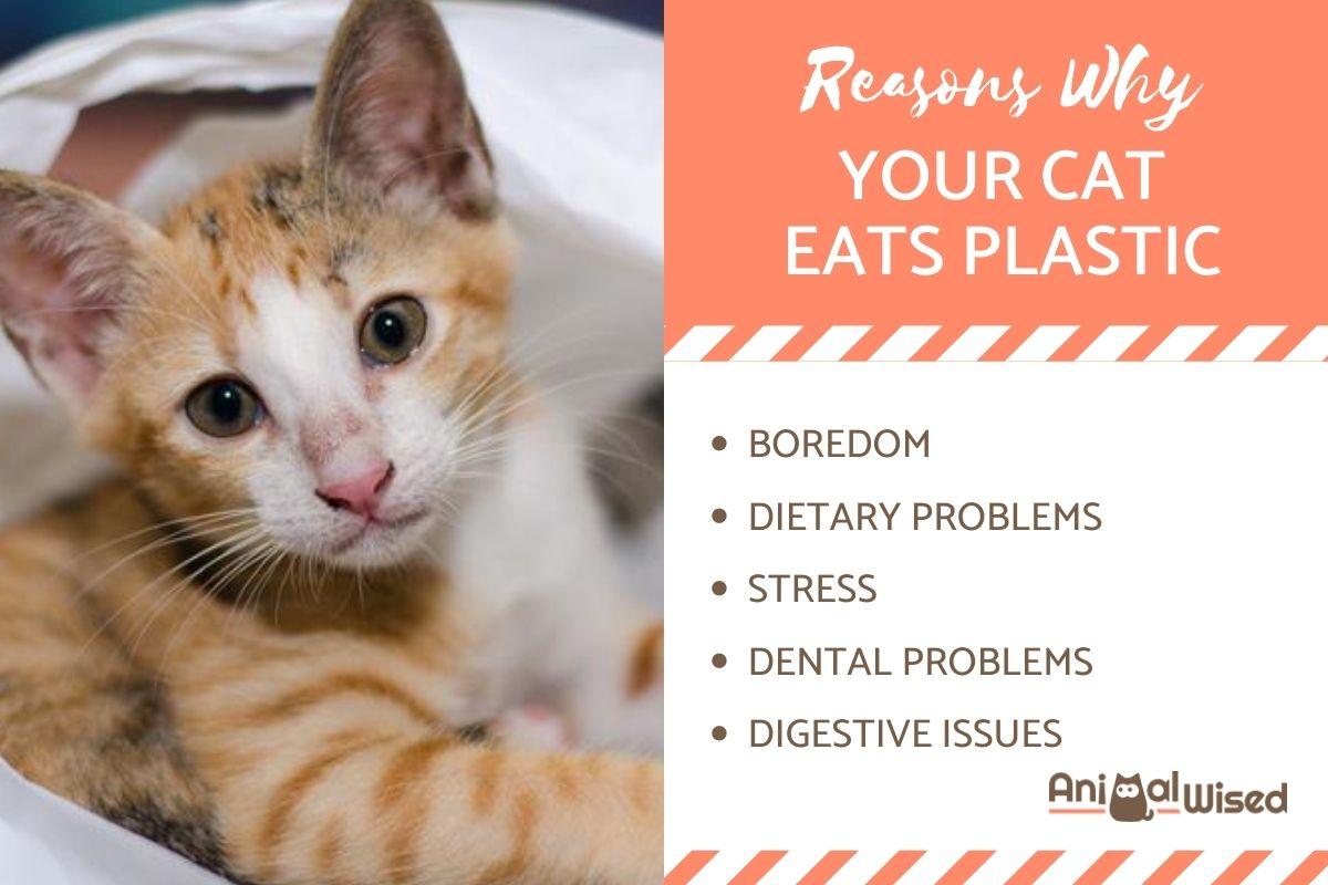 My Cat is Eating Plastic - Why and What to Do About It