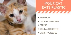 My Cat is Eating Plastic - Why and What to Do About It