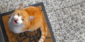 Why Does My Cat Meow When They See Me?