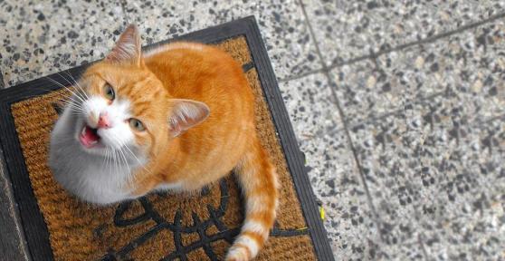 Why Does My Cat Meow When They See Me?