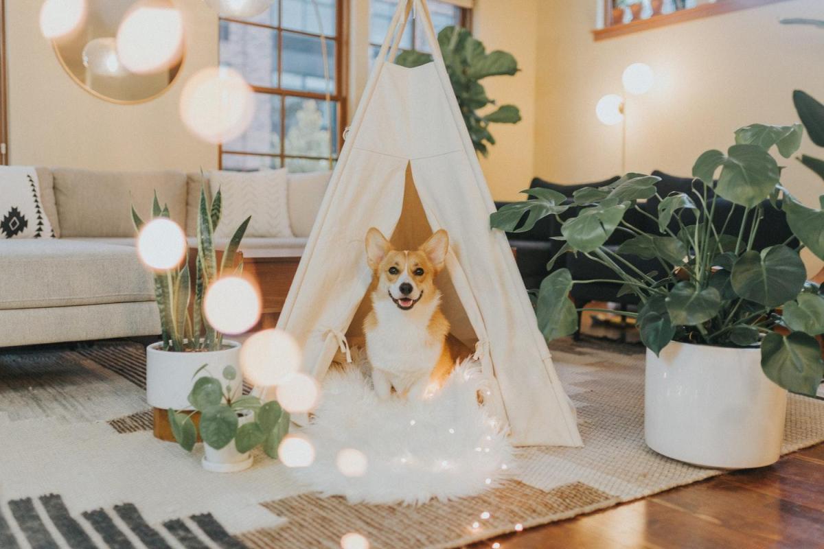 Best Dog Breeds For Apartments - Top 20