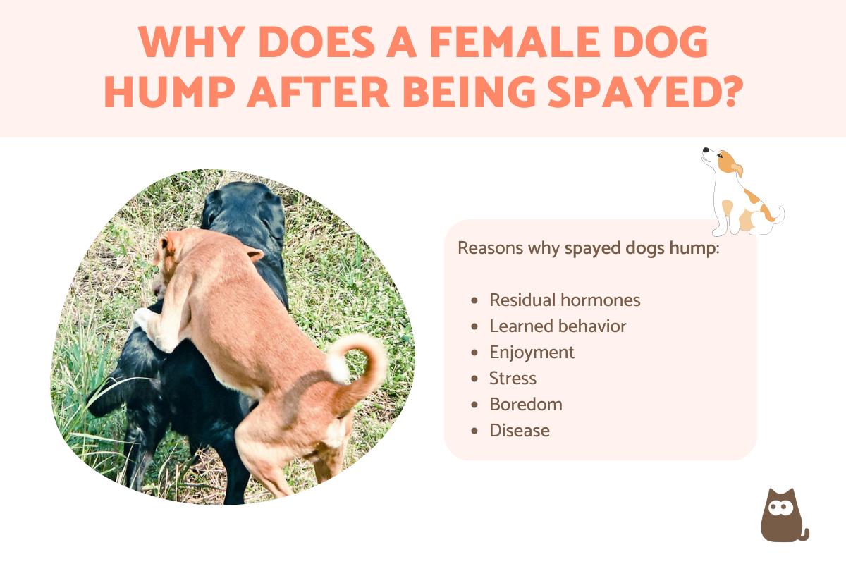 Why Does a Female Dog Hump After Being Spayed? Spayed Dogs Mounting