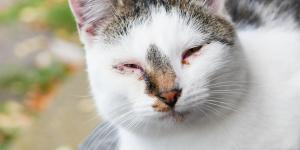 Brown Discharge From My Cat's Eyes