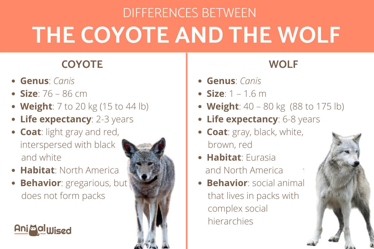 Differences Between Coyote and Wolf