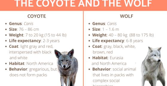 Differences Between Coyote and Wolf