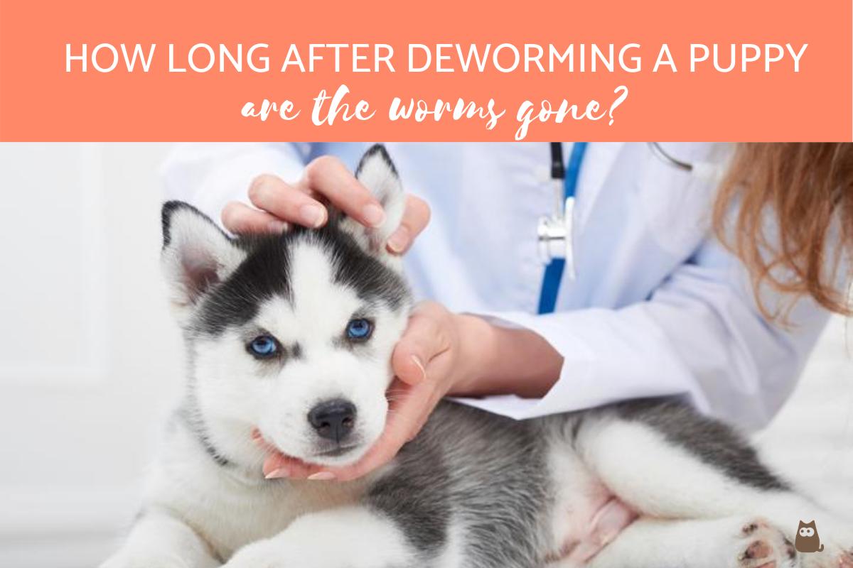 How Long After Deworming a Puppy Are the Worms Gone?