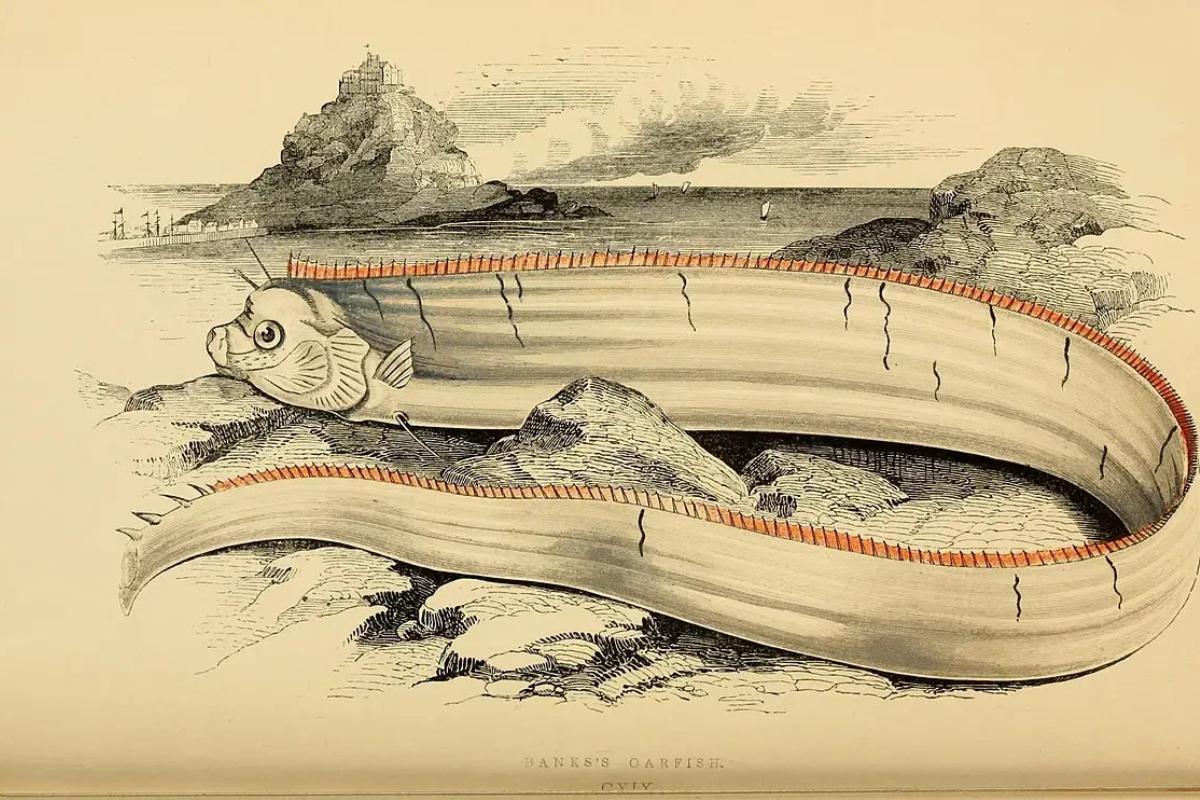 The Myth of the Giant Oarfish or Doomsday Fish