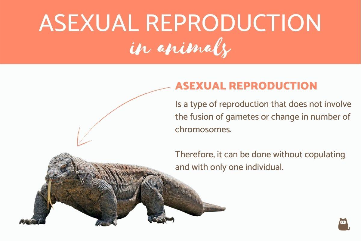 Asexual Reproduction in Animals With Examples