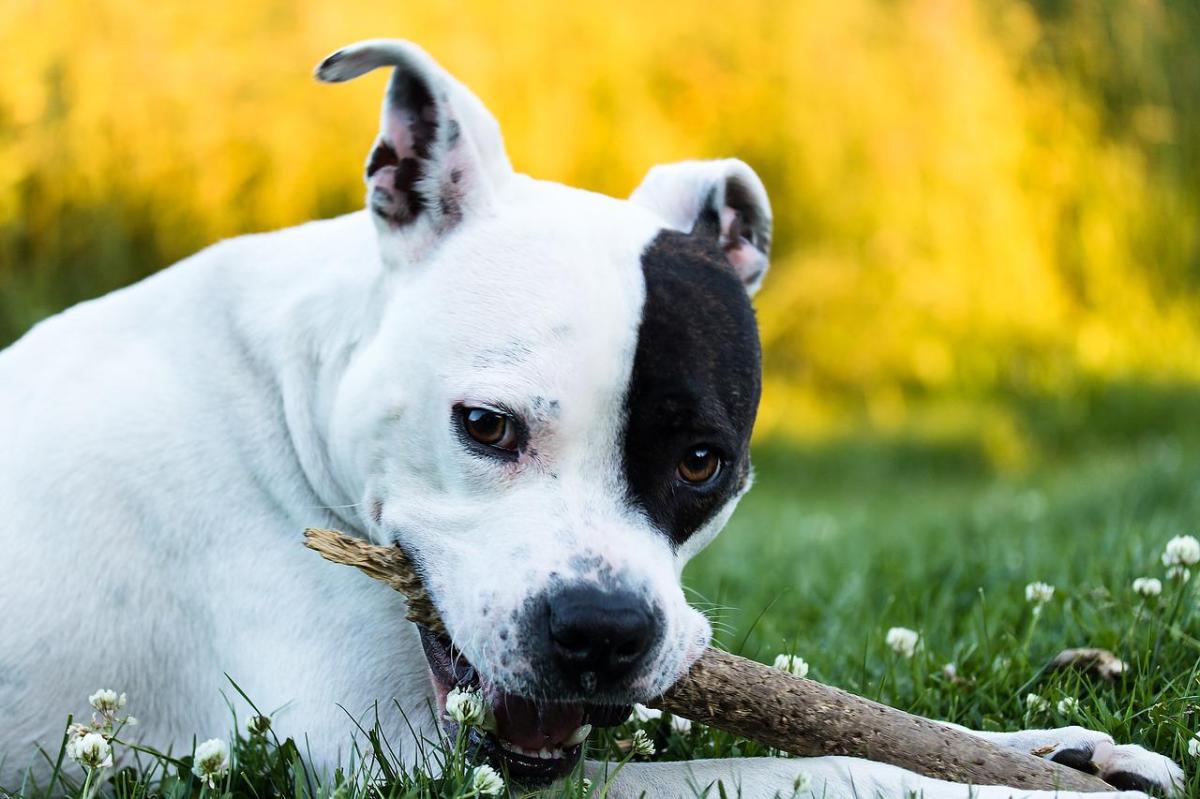 Best Names for American Staffordshire Terrier Dogs