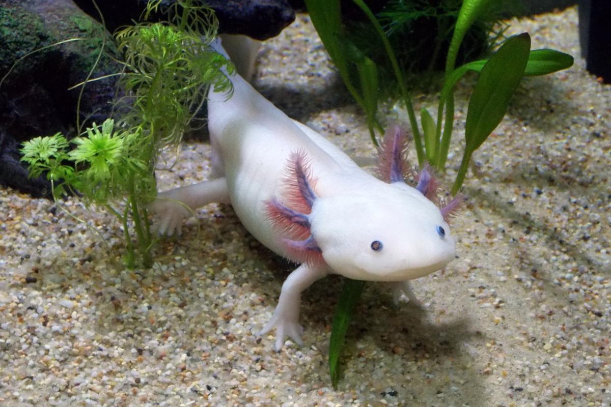 Can You Take an Axolotl Out of Water?