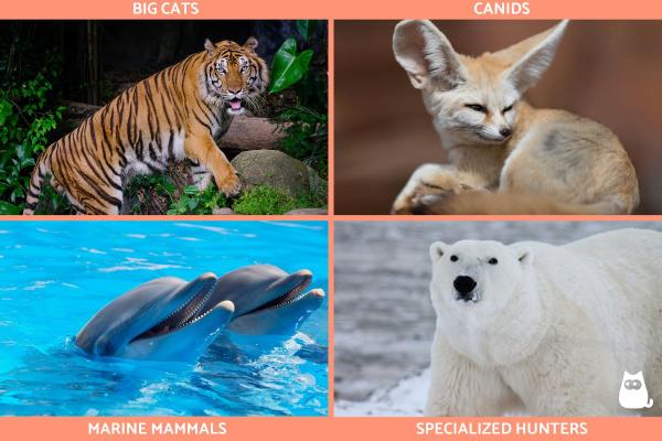 What Are Carnivorous Animals? - Examples and Facts - Examples of carnivorous animals by group