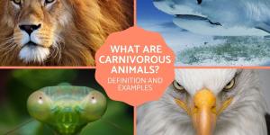 What Are Carnivorous Animals? - Examples and Facts