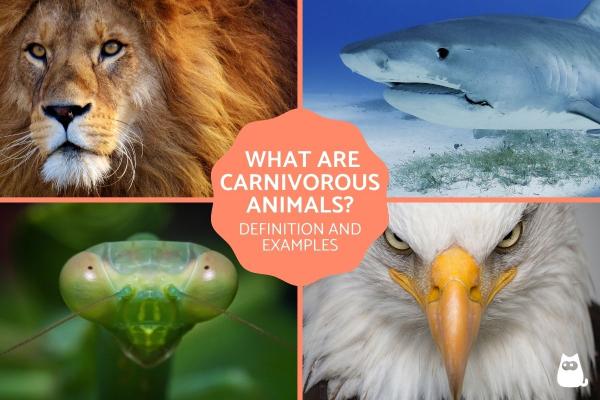 What Are Carnivorous Animals? - Examples and Facts