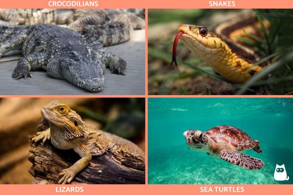 What Are Carnivorous Animals? - Examples and Facts -