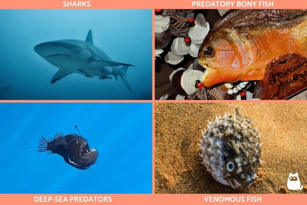 What Are Carnivorous Animals? - Examples and Facts -