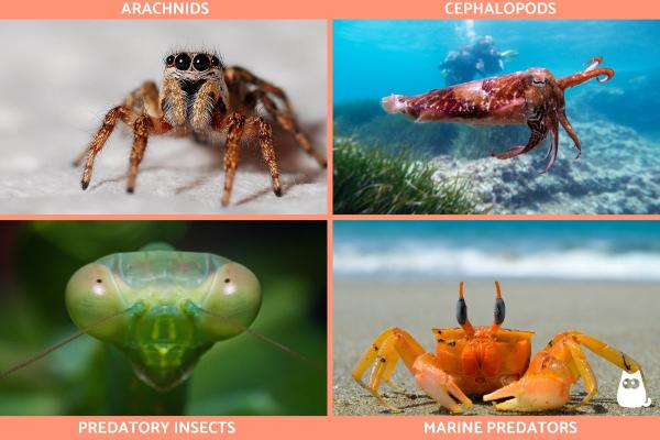 What Are Carnivorous Animals? - Examples and Facts -