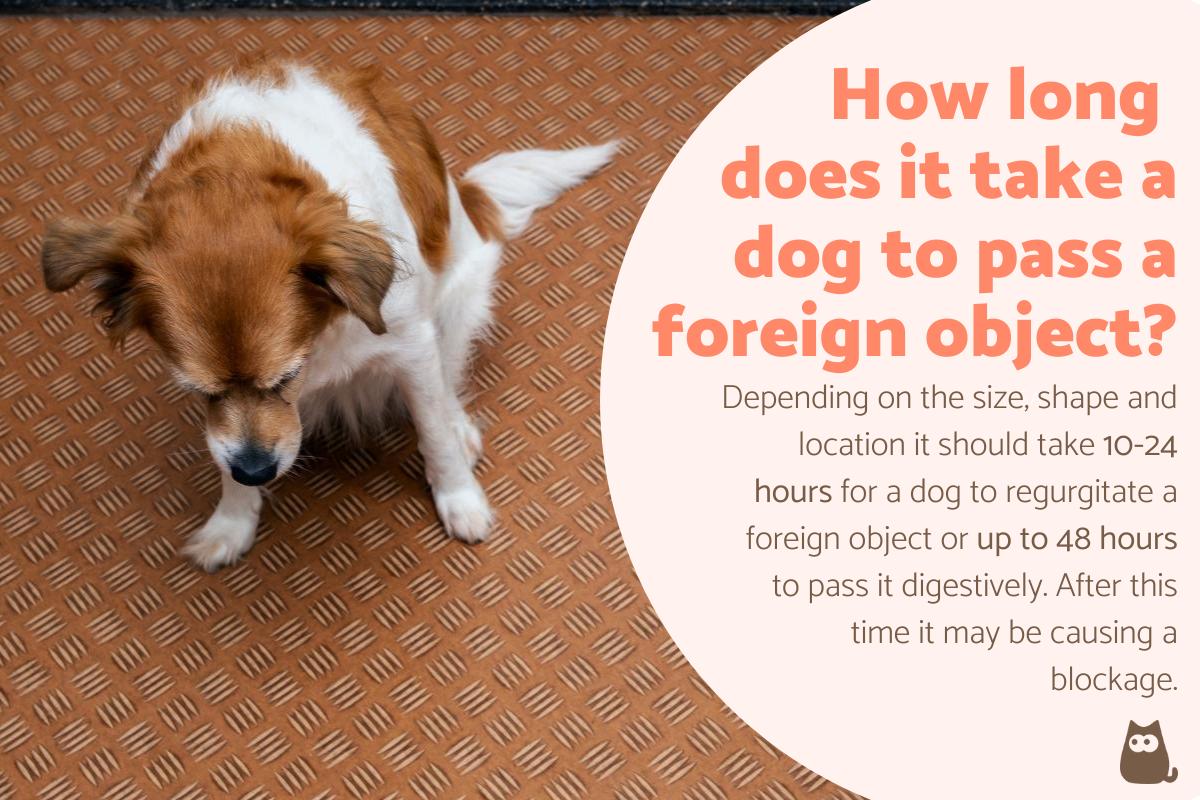 How Long Will It Take a Dog to Pass a Foreign Object?