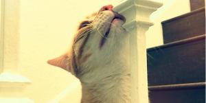My Cat Rubs Their Face on Everything