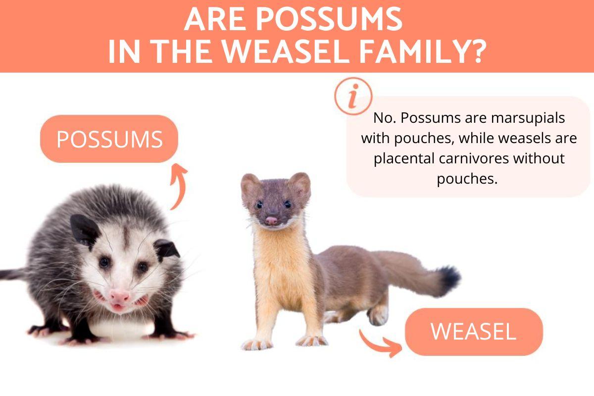 Are Possums in the Weasel Family?