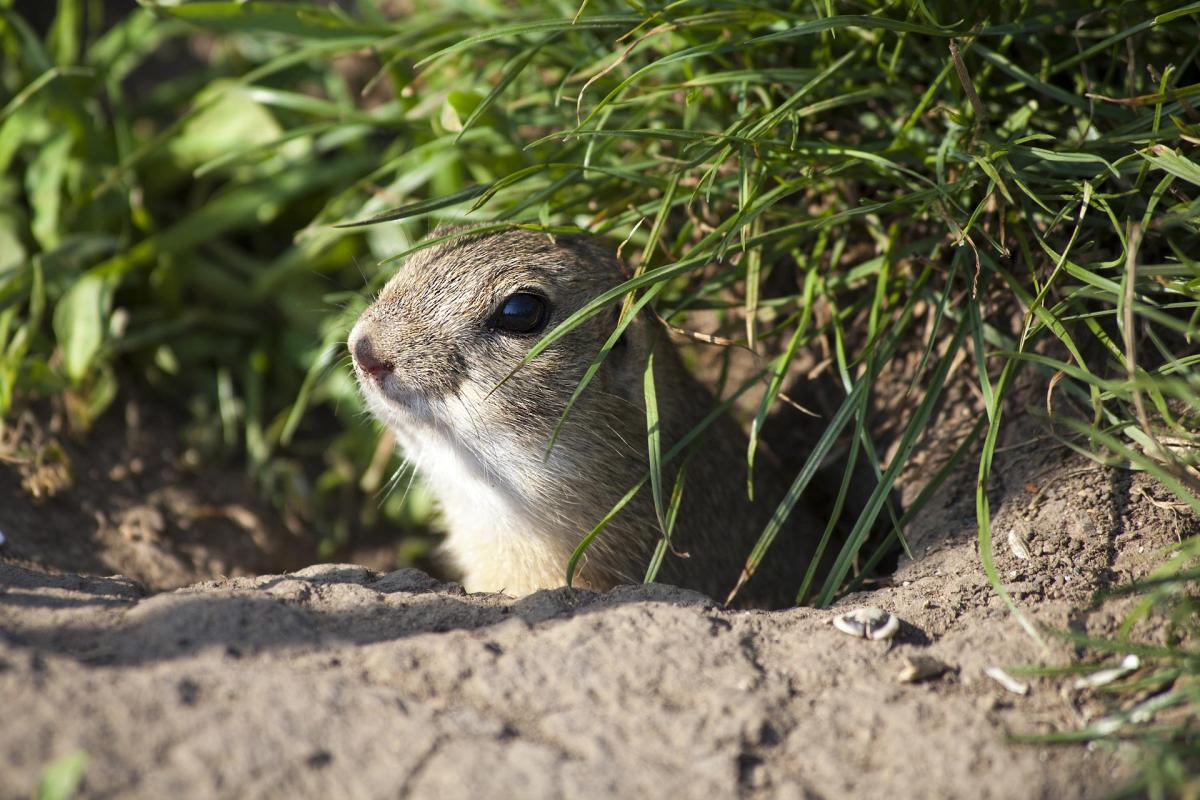 Do Squirrels Hibernate in the Winter?