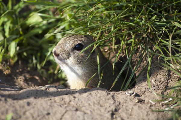 Do Squirrels Hibernate in the Winter?
