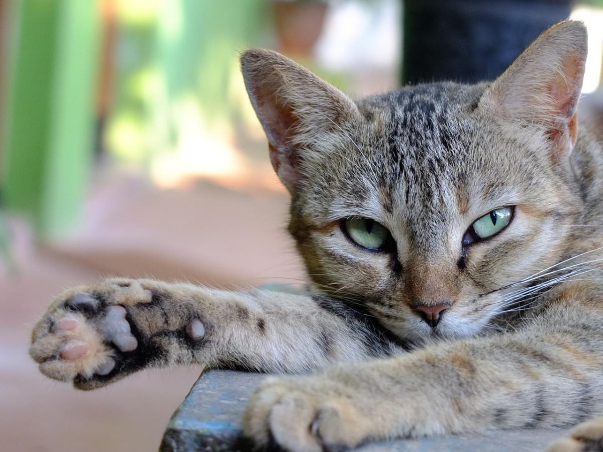 Irish Names for Cats - With Meanings