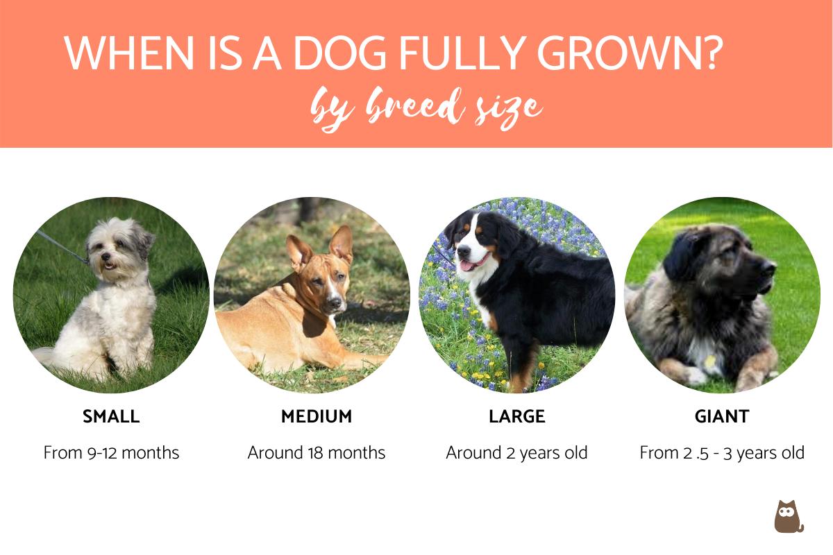 When Is a Dog Fully Grown?