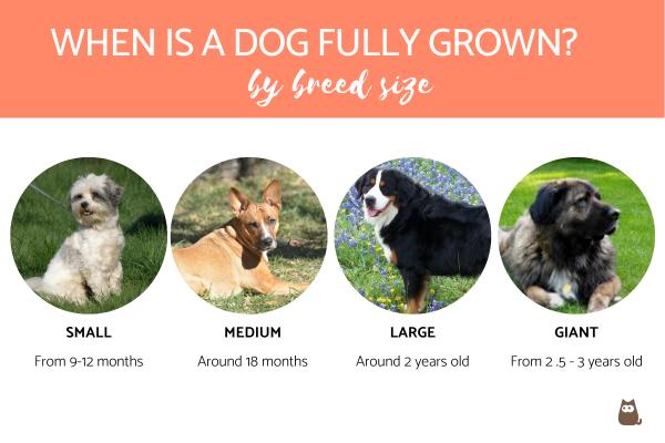 When Is a Dog Fully Grown?