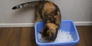 Why Does My Cat Bury Their Poop?
