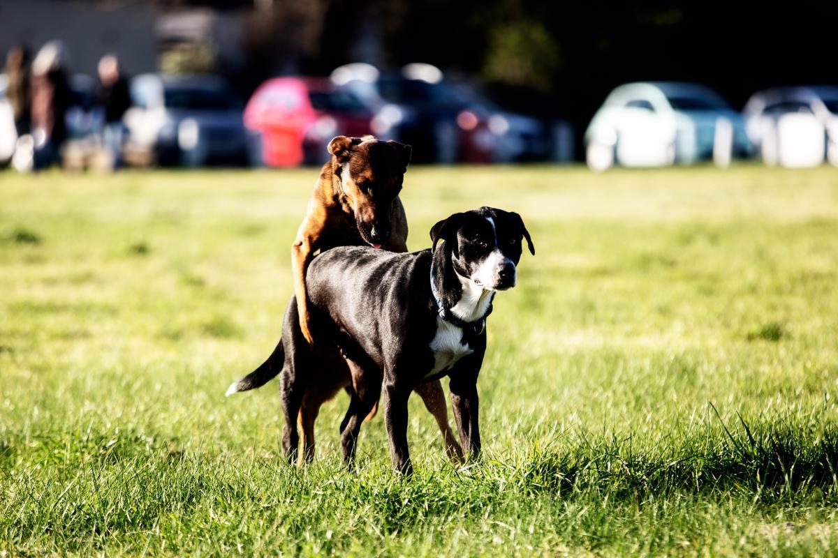 Can a Male Dog Mount a Female Not in Heat?
