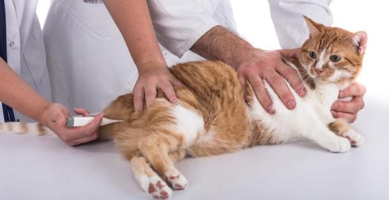 How to Take a Cat's Temperature
