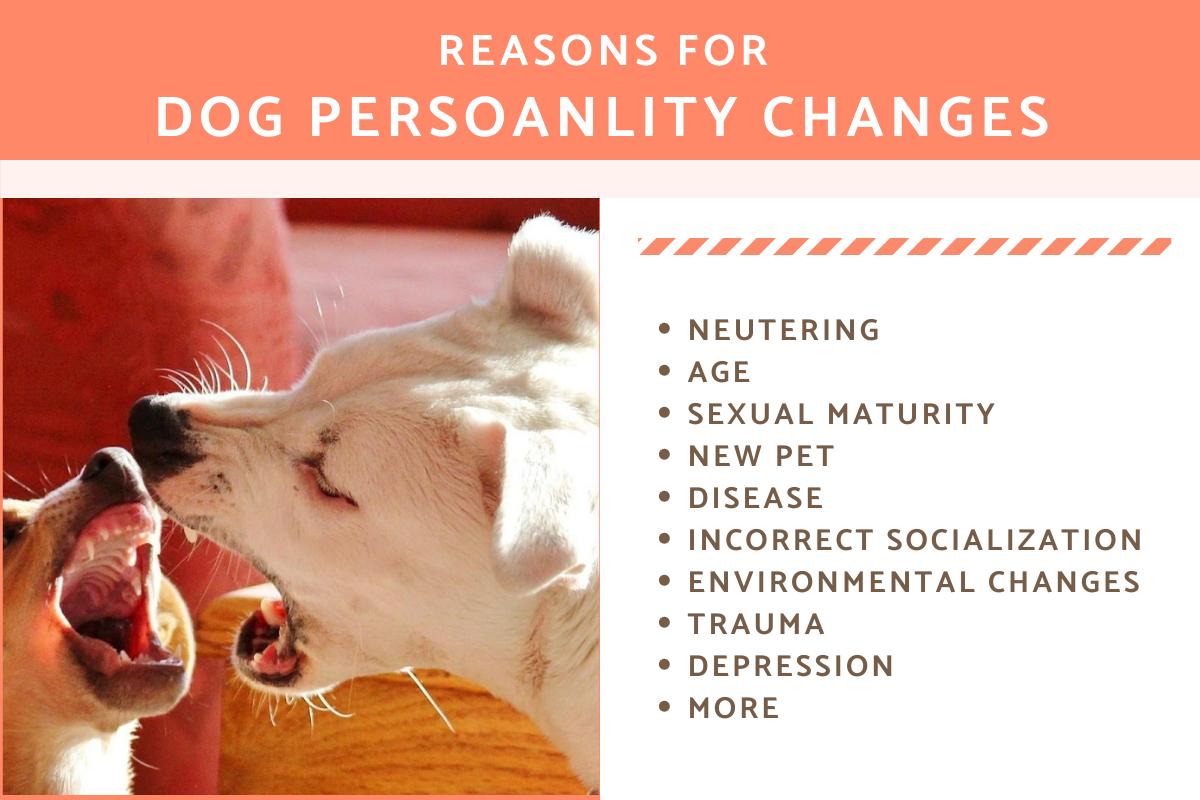Why Has my Dog's Personality Changed?