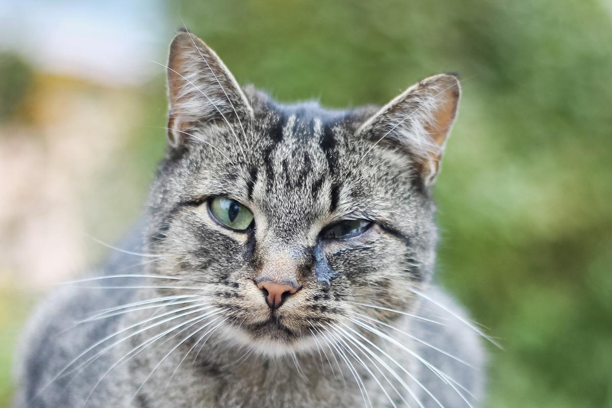 My Cat Has a Pussy Eye - What to do