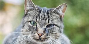 My Cat Has a Pussy Eye - What to do