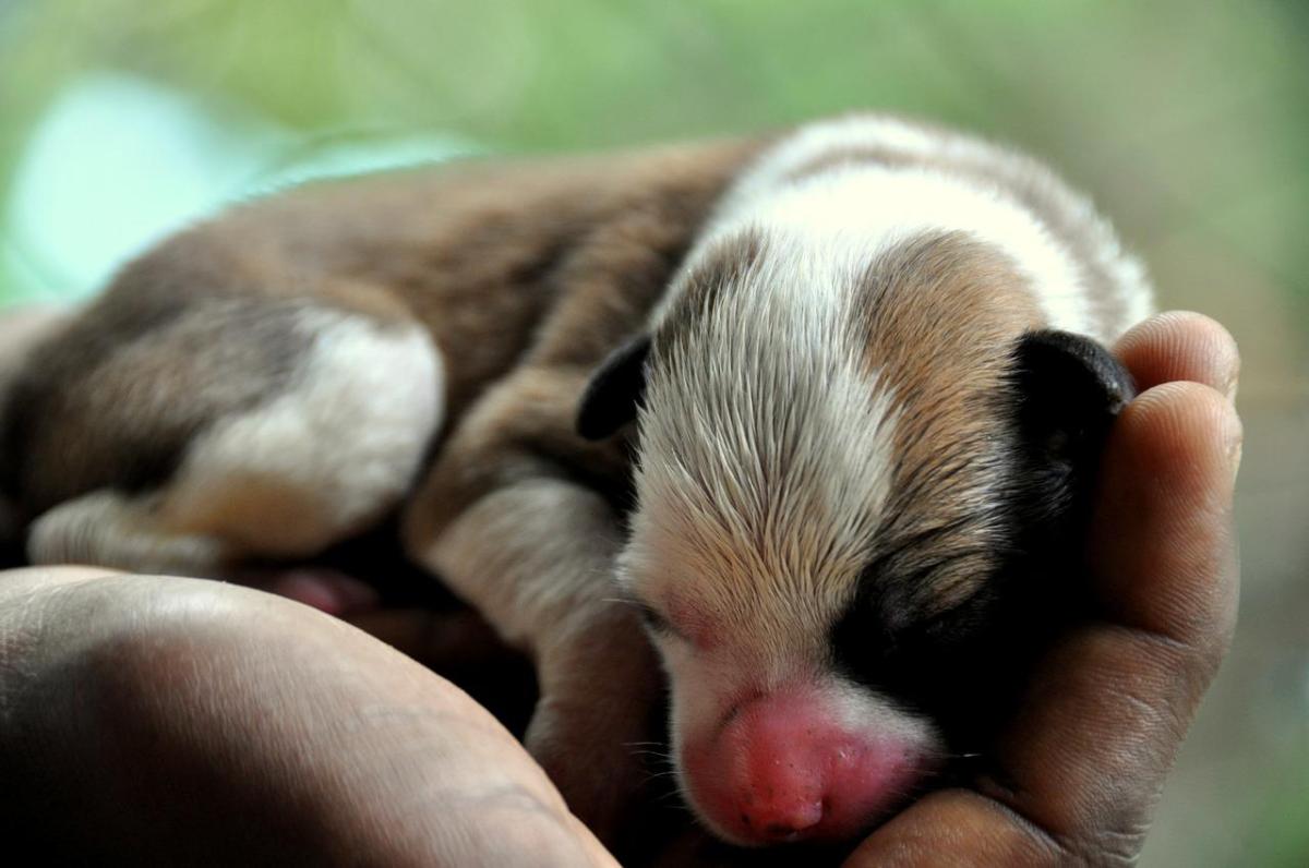 My Dog Won't Feed Her Puppies - Causes and What to Do