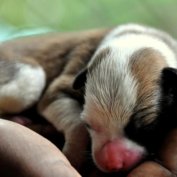 My Dog Won t Feed her Puppies Causes and What to Do