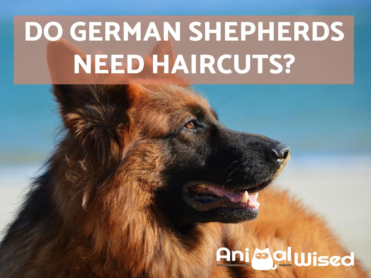 Does a German Shepherd Need a Haircut?