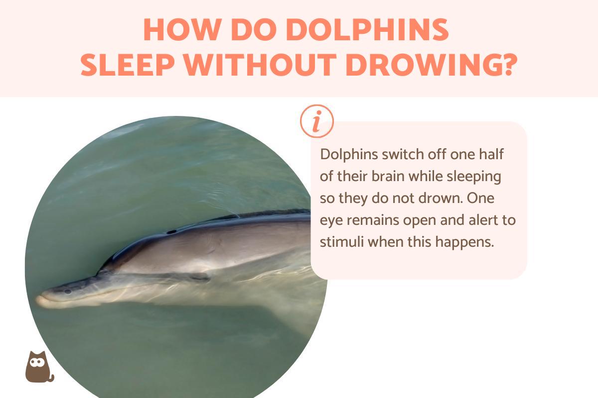 How Do Dolphins Sleep Without Drowning?