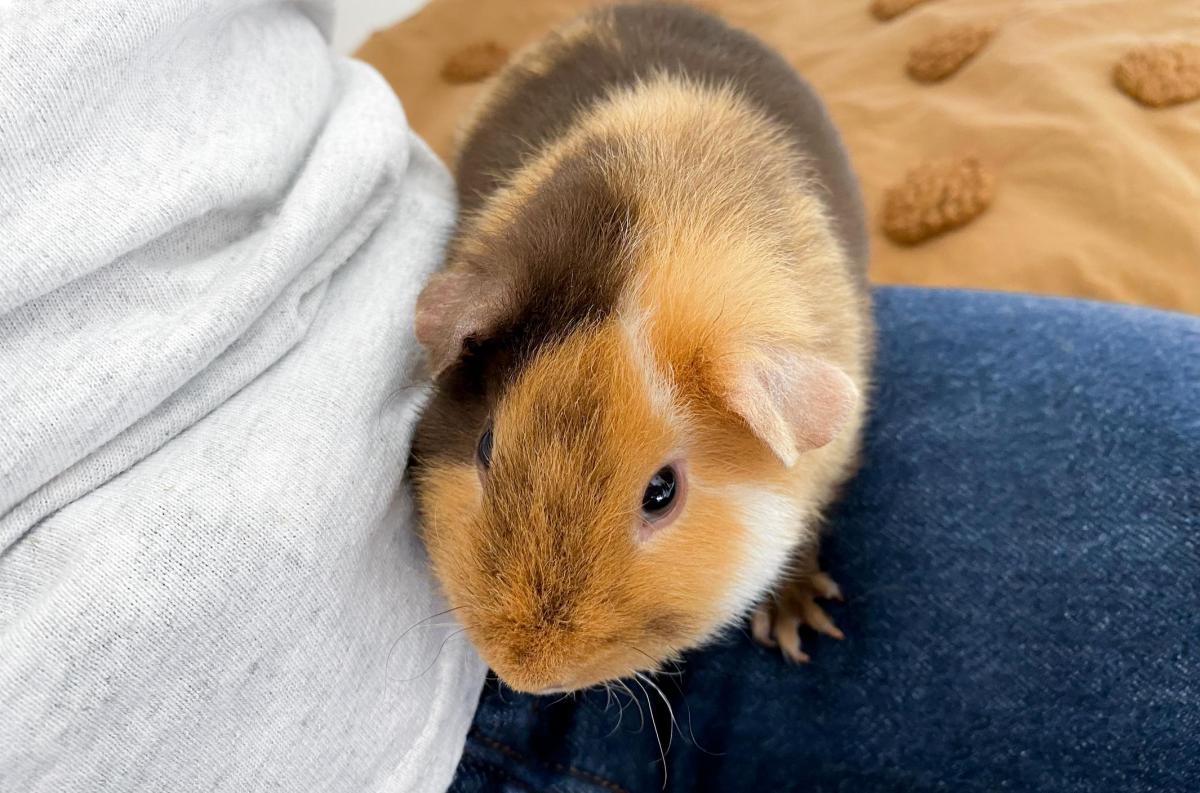 Signs Your Guinea Pig Is Happy