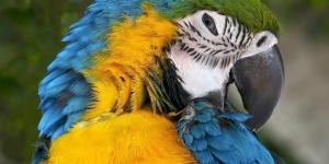 Macaws as Pets