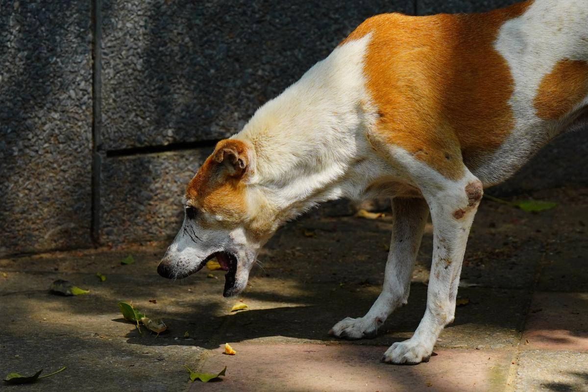 My Dog Has Brown Vomit
